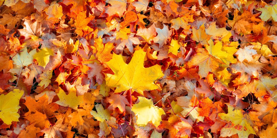 Fall Blog Post Ideas